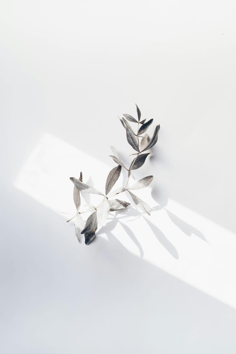 Minimalistische Pflanze im Sonnenlicht